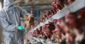 Bird flu confirmed in humans for the first time: A 4-year-old boy in China was diagnosed with the virus