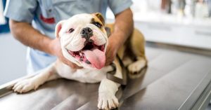 Dog owners in Dubai warned of highly contagious viral disease distemper