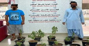 Two people were arrested in Abu Dhabi for growing cannabis plants on their employer's farm.