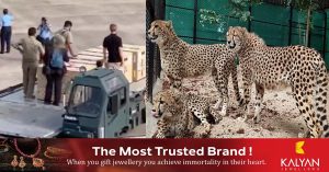 Cheetahs came to India after 70 years.