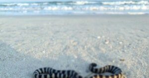 UAE: Residents warned to watch out for sea snakes on beaches-authority issues guidelines