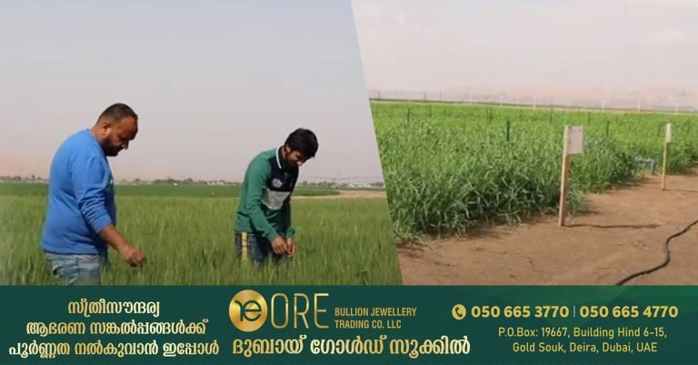 A wheat farm in Sharjah is gearing up for its first harvest.