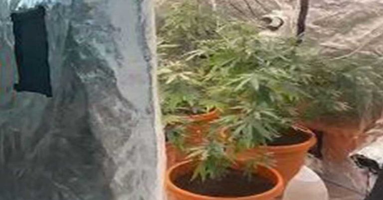 Sharjah police arrested a group that grew cannabis plants in a flat