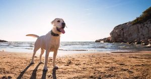 Three fined over dog attack on mother, two children on Fujairah beach