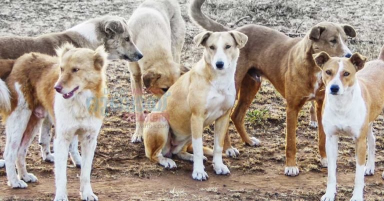Awareness campaign to manage and control stray dogs in Abu Dhabi