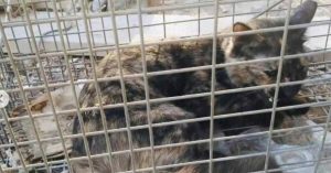 150 cats abandoned in the desert of Abu Dhabi- The authority has started an investigation