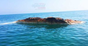 31 meter long whale carcass found off the coast of Ras Al Khaimah