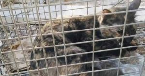 AED 18,350 reward for those who catch a group of cats abandoned in the Abu Dhabi desert