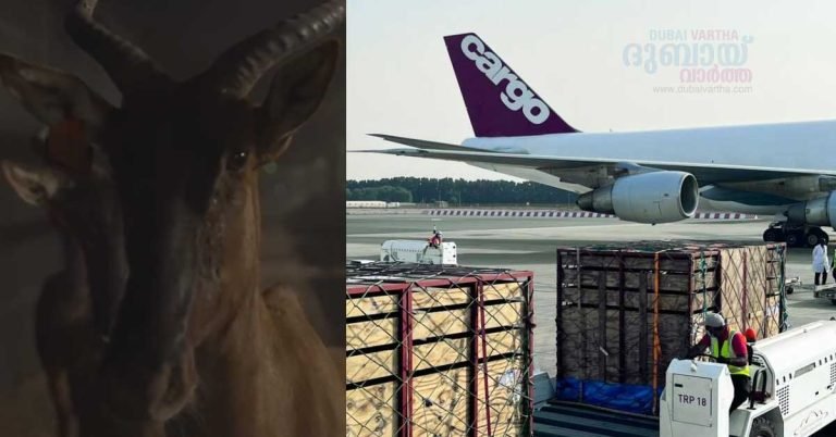 61 new animals arrive at Sharjah Safari Park