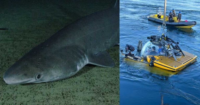 An endangered bramble shark has been spotted off the coast of the UAE for the first time.