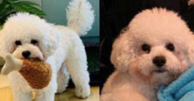 Family's efforts to find missing puppy in Dubai go in vain: It is concluded that the puppy was hit by a car and died