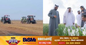 Sharjah's wheat farm's second harvest season has begun.