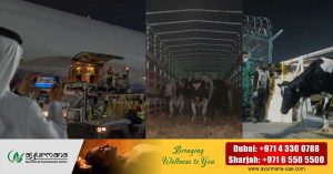 Sharjah to increase organic milk production- Cows have started arriving at the dairy farm in Maleeha