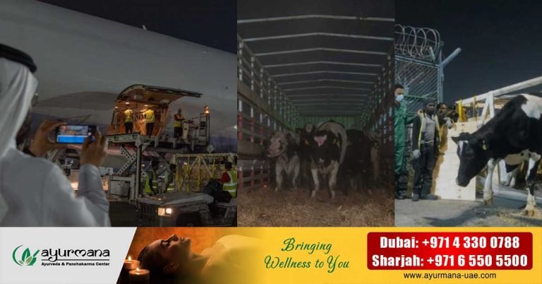 Sharjah to increase organic milk production- Cows have started arriving at the dairy farm in Maleeha