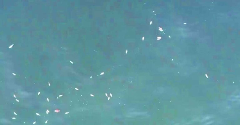 Dead and floating fish in some places- Dubai Municipality is carrying out cleaning operations