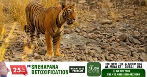 False propaganda about tiger sighting in Sharjah- Warning that the culprits will be severely punished