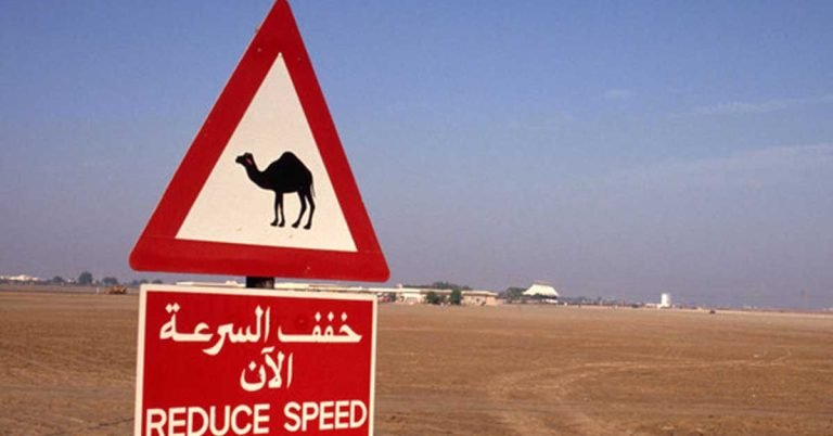 A 20-year-old man died after his vehicle hit a camel in Sharjah