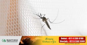 The Ministry will intensify its efforts to reduce the mosquito nuisance after the rains in the UAE