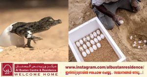 The nesting season has started at the Dubai Crocodile Park