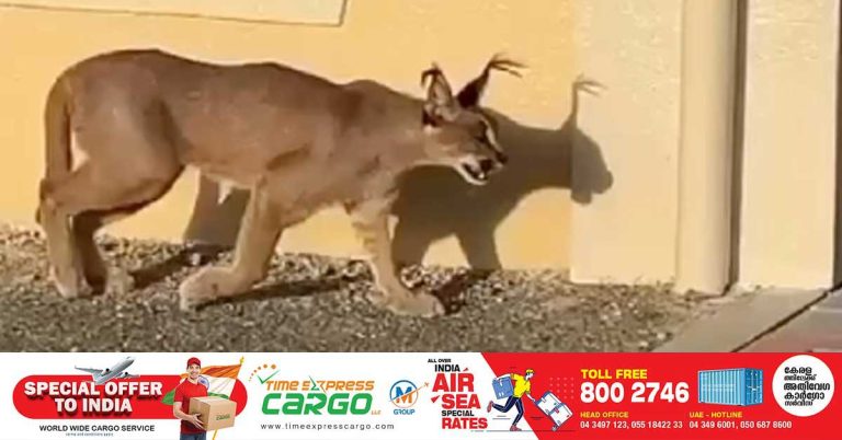 Wild cat found in Fujairah- owner fined