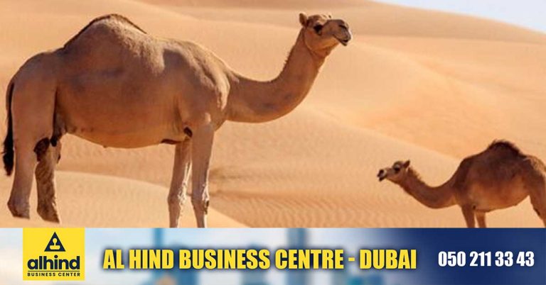 Tomorrow is World Camel Day- Abu Dhabi says the number of camels has crossed 4.7 lakh