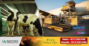 High demand for milk at Sharjah Maleeha Dairy Farm: 1,300 more Danish cows arrive at the farm