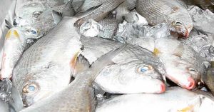 Action taken against 8 fish retail outlets in Abu Dhabi for selling fish during breeding season
