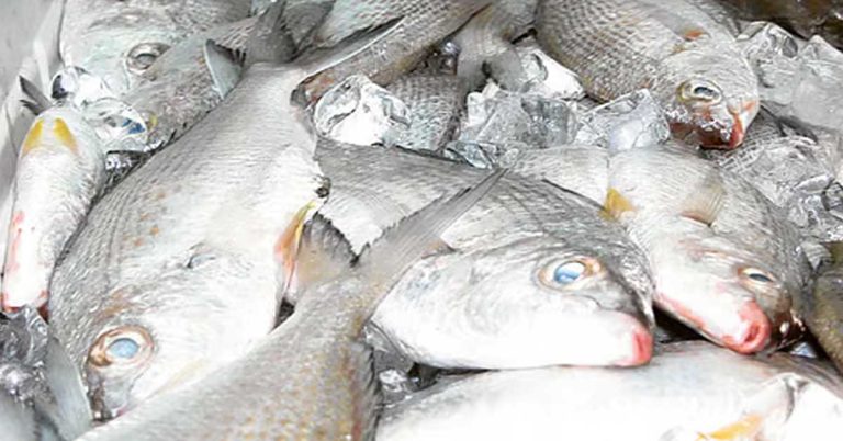 Action taken against 8 fish retail outlets in Abu Dhabi for selling fish during breeding season