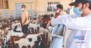 Eid al-Adha 2025- Dubai Municipality warns against uncontrolled animal slaughter