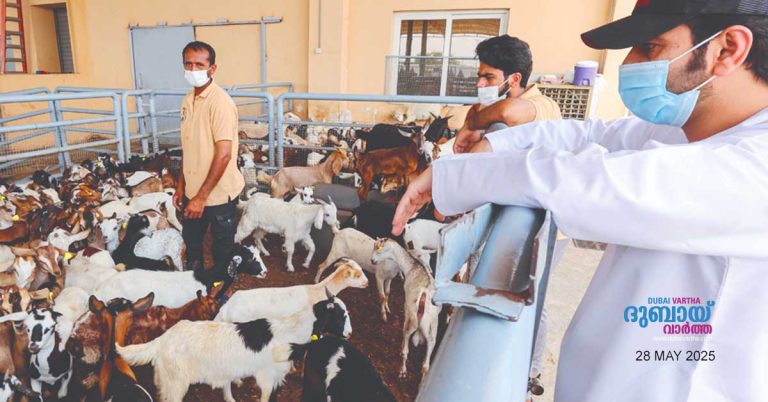 Eid al-Adha 2025- Dubai Municipality warns against uncontrolled animal slaughter