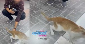 Video of cat's genitals being burned and tortured goes viral in Sharjah: Police register case in the incident