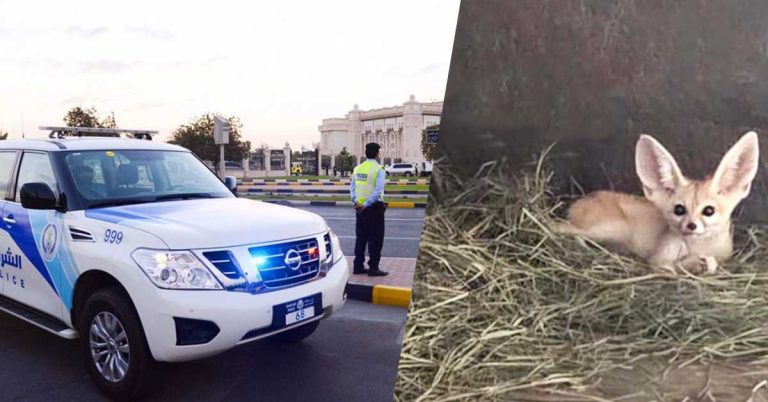 Man arrested for trafficking, illegally trading protected animals