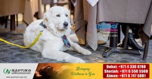 Pets can now be taken to hotels and restaurants in Abu Dhabi