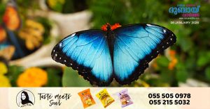 Abu Dhabi's Butterfly Garden opens on January 9