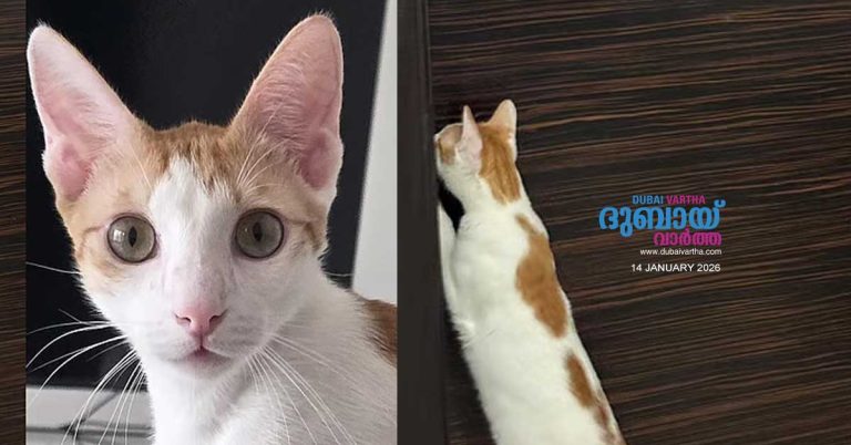 Pet cat missing for 45 days_ Expatriate teachers in Dubai announce 3000 dirham reward for anyone who helps find it.