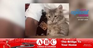 Cruelty to a cat: Outcry over social media footage.